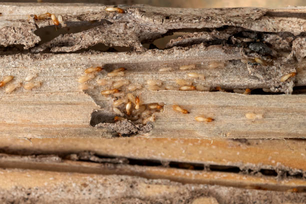 Best Residential Pest Control  in Meridian Hills, IN